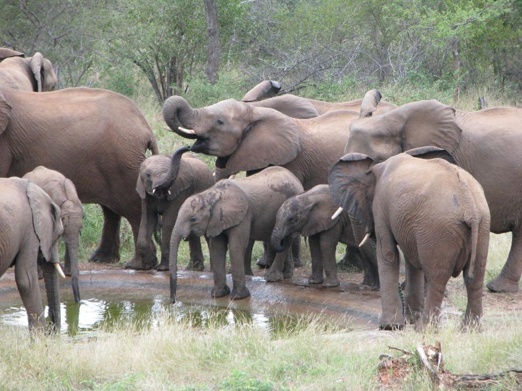 Casart Game Lodge Grietjie Game Reserve Dış mekan fotoğraf