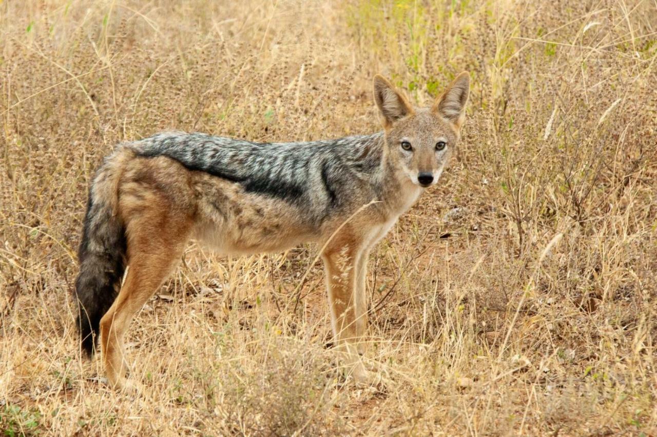 Casart Game Lodge Grietjie Game Reserve Dış mekan fotoğraf