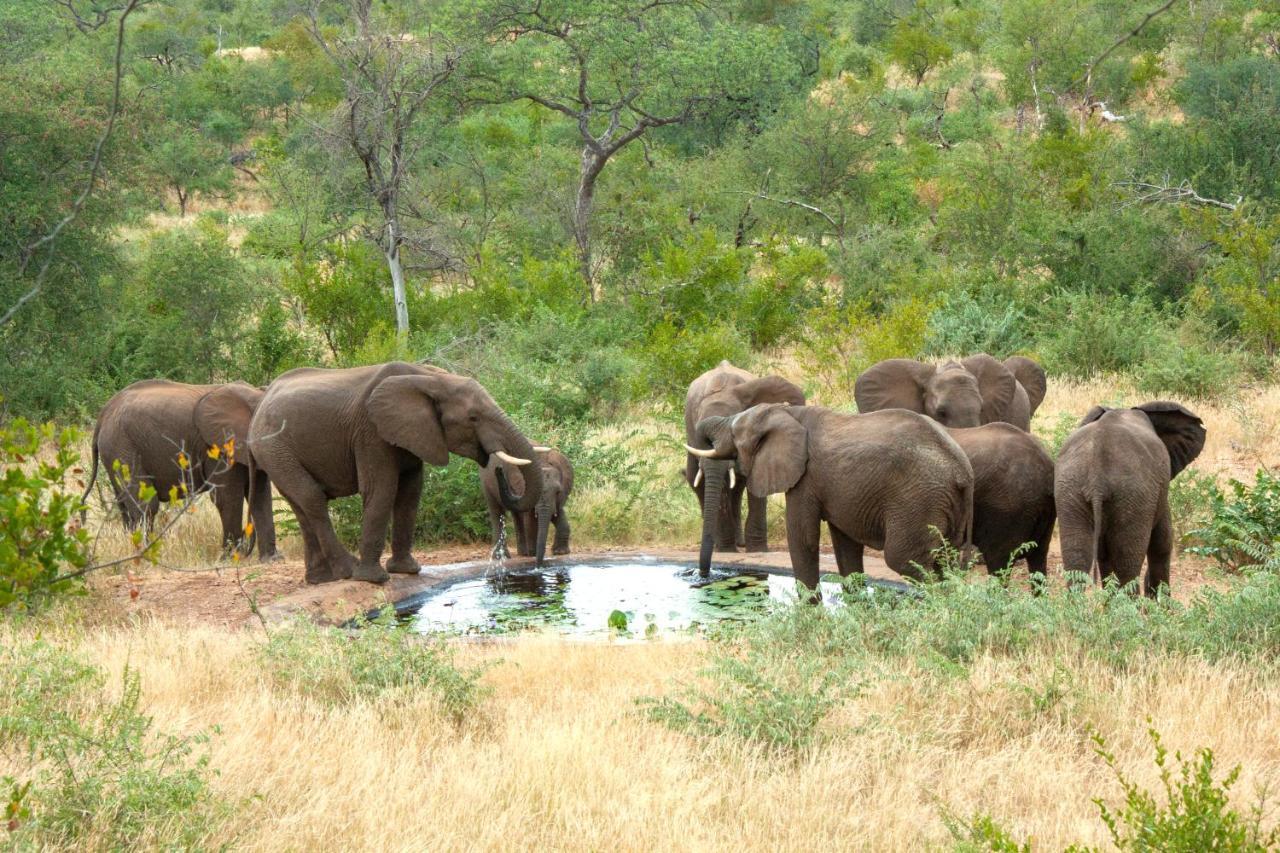 Casart Game Lodge Grietjie Game Reserve Dış mekan fotoğraf
